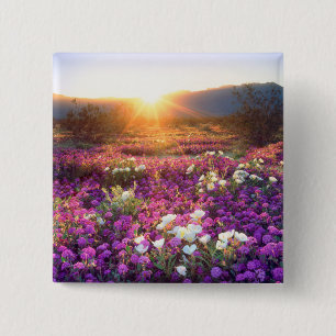 USA, Kalifornien, Anza-Borrego Desert State Park. Knapp