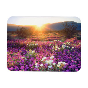 USA, Kalifornien, Anza-Borrego Desert State Park. Magnet