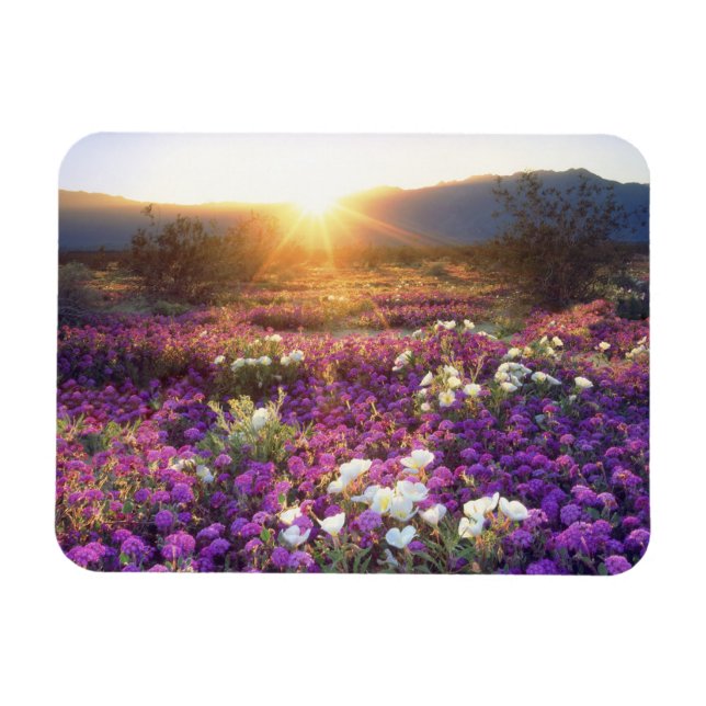 USA, Kalifornien, Anza-Borrego Desert State Park.  Magnet (Horisontell)