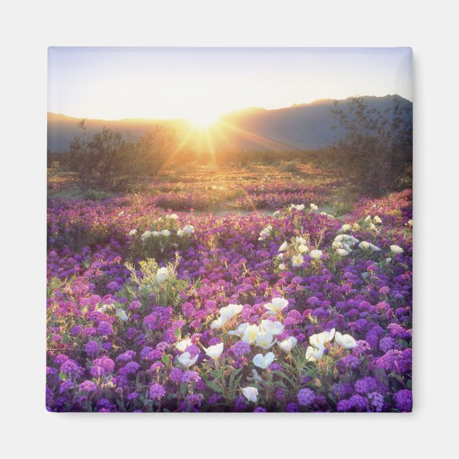 USA, Kalifornien, Anza-Borrego Desert State Park.  Magnet (Framsidan)