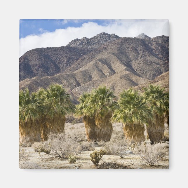 USA, Kalifornien, Anza-Borrego Desert State Park. Magnet (Framsidan)