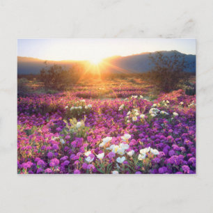 USA, Kalifornien, Anza-Borrego Desert State Park. Vykort
