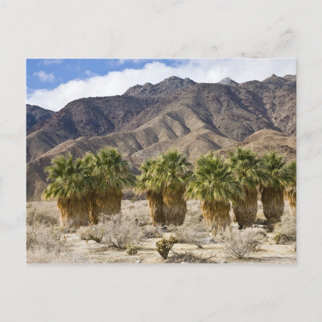 USA, Kalifornien, Anza-Borrego Desert State Park. Vykort (Framsida)