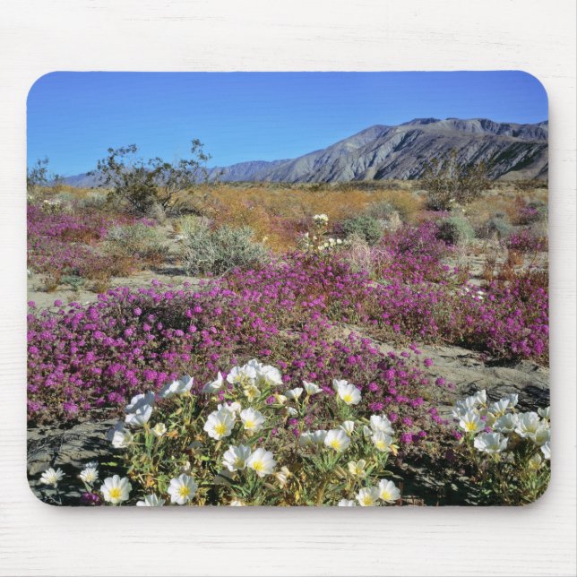 USA, Kalifornien, Anza-Borrego DSP. Djurekväll Musmatta (Framsidan)