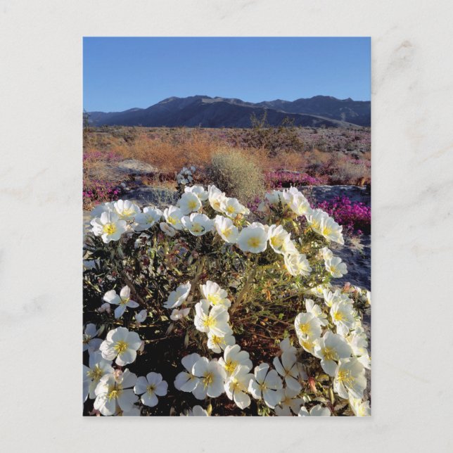 USA, Kalifornien, Anza-Borrego DSP. Dune kväll 2 Vykort (Framsida)