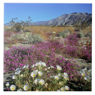 USA, Kalifornien, Anza-Borrego DSP. Sanddynkväll Kakelplatta
