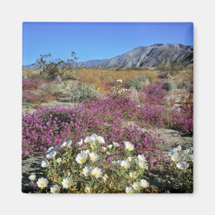 USA, Kalifornien, Anza-Borrego DSP. Sanddynkväll Magnet