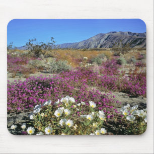 USA, Kalifornien, Anza-Borrego DSP. Sanddynkväll Musmatta