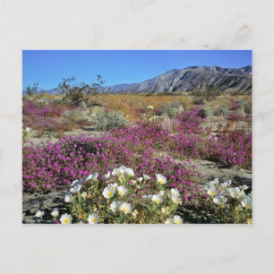 USA, Kalifornien, Anza-Borrego DSP. Sanddynkväll Vykort