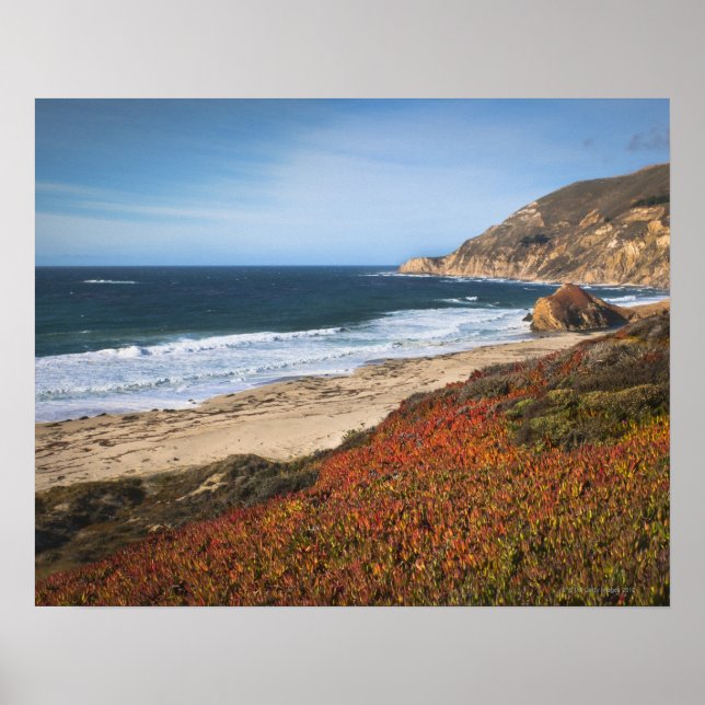 USA, Kalifornien, Big Sur, Red Plantor by strand Poster (Framsidan)