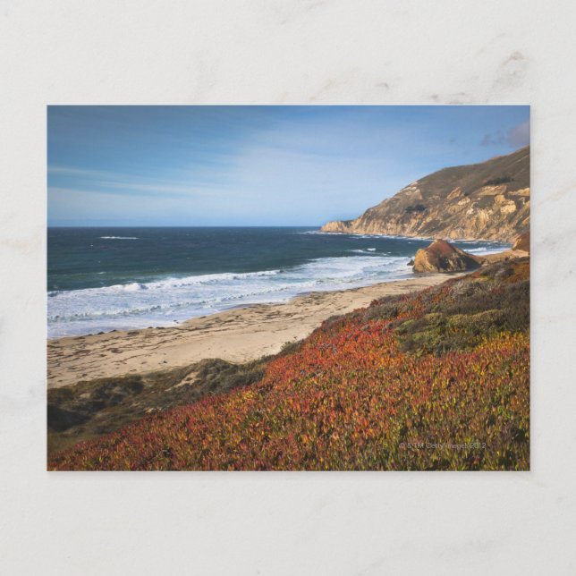 USA, Kalifornien, Big Sur, Red Plantor by strand Vykort (Framsida)