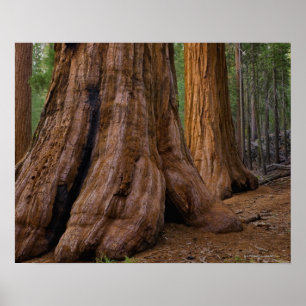 USA, Kalifornien, Giant Sequoia träd Poster