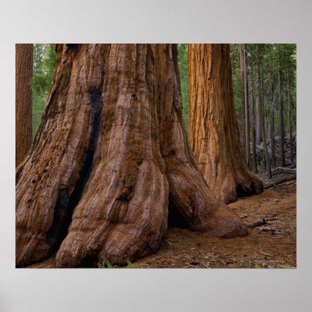 USA, Kalifornien, Giant Sequoia träd Poster (Framsidan)