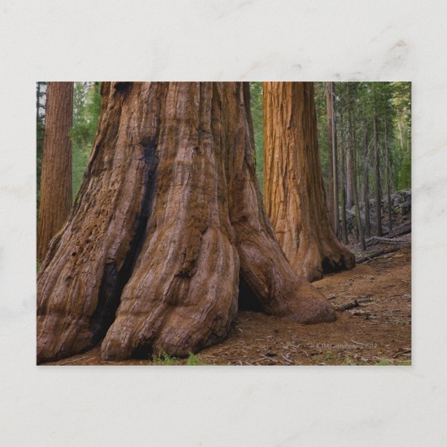 USA, Kalifornien, Giant Sequoia träd Vykort (Framsida)