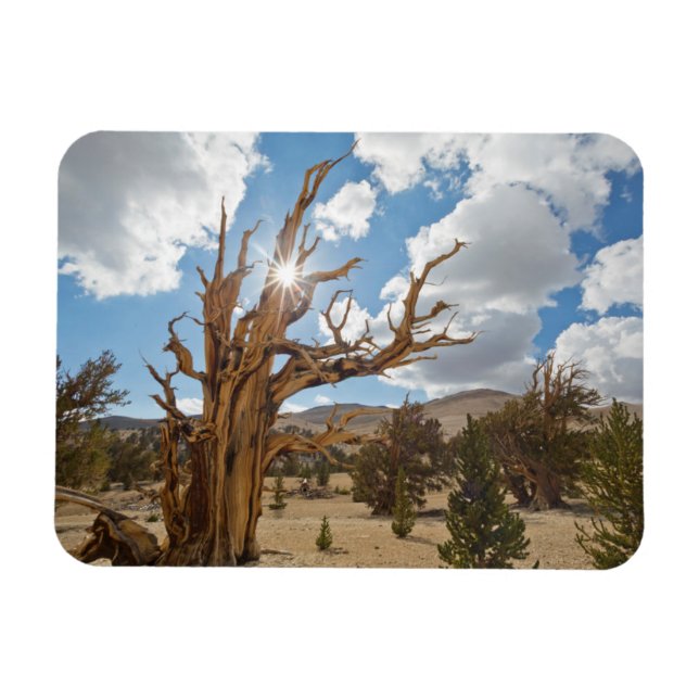 USA, Kalifornien, Inyo National Forest 6 Magnet (Horisontell)
