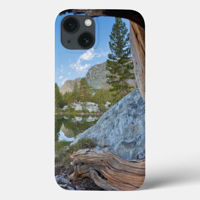 USA, Kalifornien, Inyo National Forest. Gamla Gräs (Baksida)