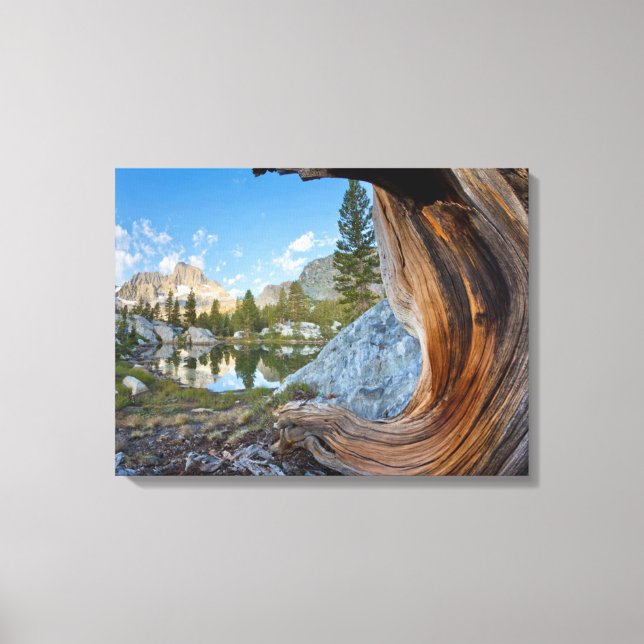 USA, Kalifornien, Inyo National Forest. Gamla Gräs Canvastryck (Framsida)