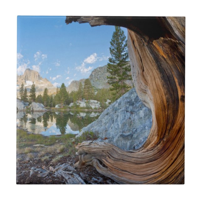 USA, Kalifornien, Inyo National Forest. Gamla Gräs Kakelplatta (Framsidan)