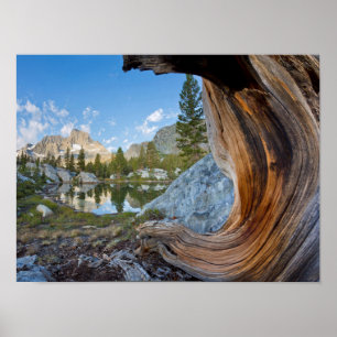 USA, Kalifornien, Inyo National Forest. Gamla Gräs Poster