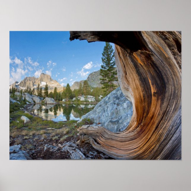 USA, Kalifornien, Inyo National Forest. Gamla Gräs Poster (Framsidan)