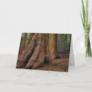 USA Kalifornien, jätte- Sequoiaträd Kort