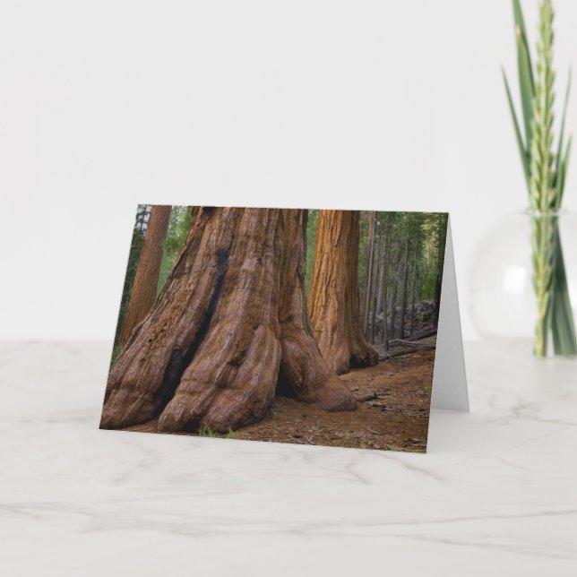 USA Kalifornien, jätte- Sequoiaträd Kort (Framsida)