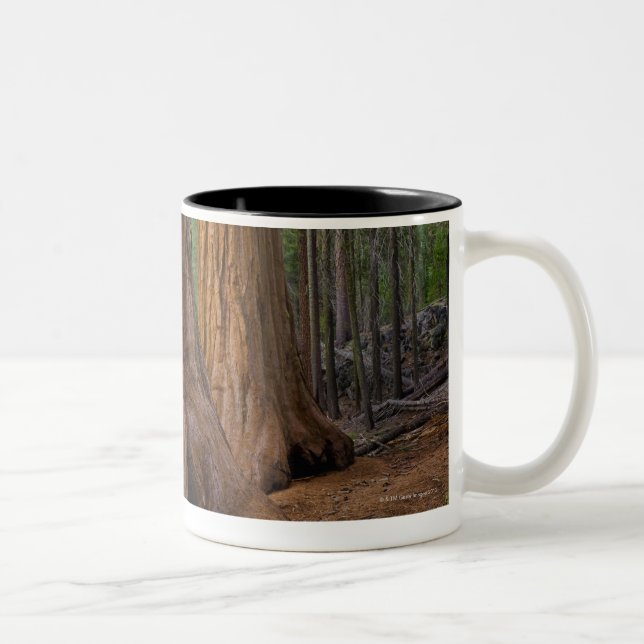 USA Kalifornien, jätte- Sequoiaträd Två-Tonad Mugg (Höger)