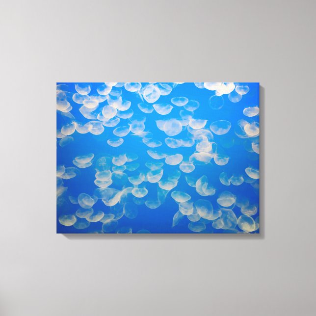 USA, Kalifornien. Jellyfish in the Monterey Bay Canvastryck (Framsida)