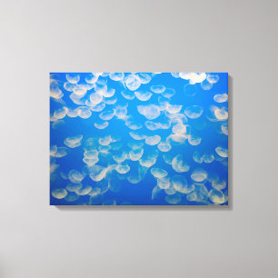 USA, Kalifornien. Jellyfish in the Monterey Bay Canvastryck