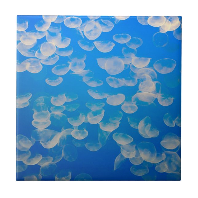 USA, Kalifornien. Jellyfish in the Monterey Bay Kakelplatta (Framsidan)