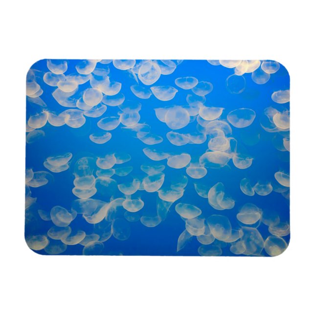 USA, Kalifornien. Jellyfish in the Monterey Bay Magnet (Horisontell)