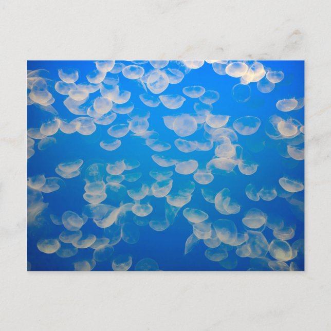 USA, Kalifornien. Jellyfish in the Monterey Bay Vykort (Framsida)