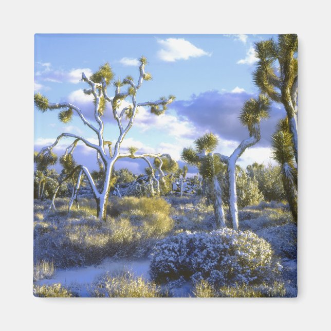 USA, Kalifornien, Joshua Träd nationalpark. 2 Magnet (Framsidan)