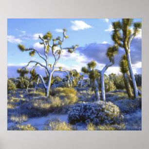 USA, Kalifornien, Joshua Tree National Park. 2 Poster