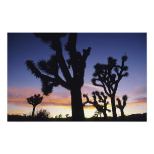 USA, Kalifornien, Joshua Tree National Park, Fototryck