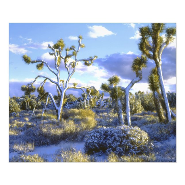 USA, Kalifornien, Joshua Tree National Park. Fototryck (Framsidan)