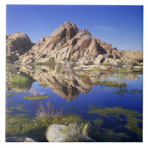 USA, Kalifornien, Joshua Tree National Park, Kakelplatta