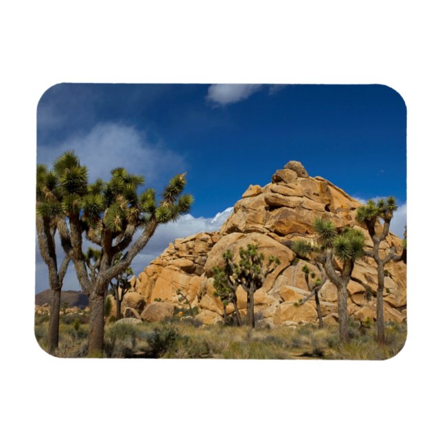 USA, Kalifornien, Joshua Tree National Park Magnet (Horisontell)