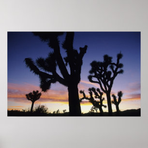 USA, Kalifornien, Joshua Tree National Park, Poster