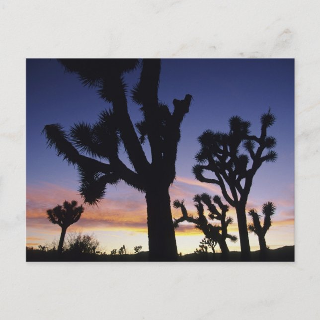 USA, Kalifornien, Joshua Tree National Park, Vykort (Framsida)