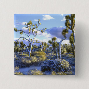 USA, Kalifornien, Joshua Tree Nationalpark. 2 Knapp