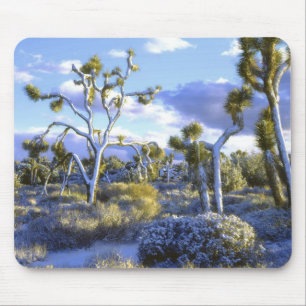 USA, Kalifornien, Joshua Tree Nationalpark. 2 Musmatta