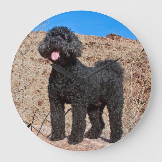 USA Kalifornien. Labradoodle anseende Stor Klocka (Framsida)