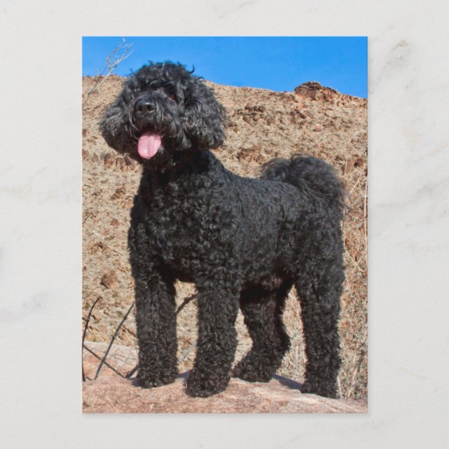 USA Kalifornien. Labradoodle anseende Vykort (Framsida)