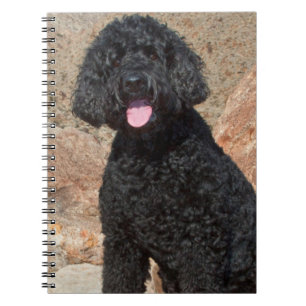 USA, Kalifornien. Labradoodle Sitta Anteckningsbok Med Spiral