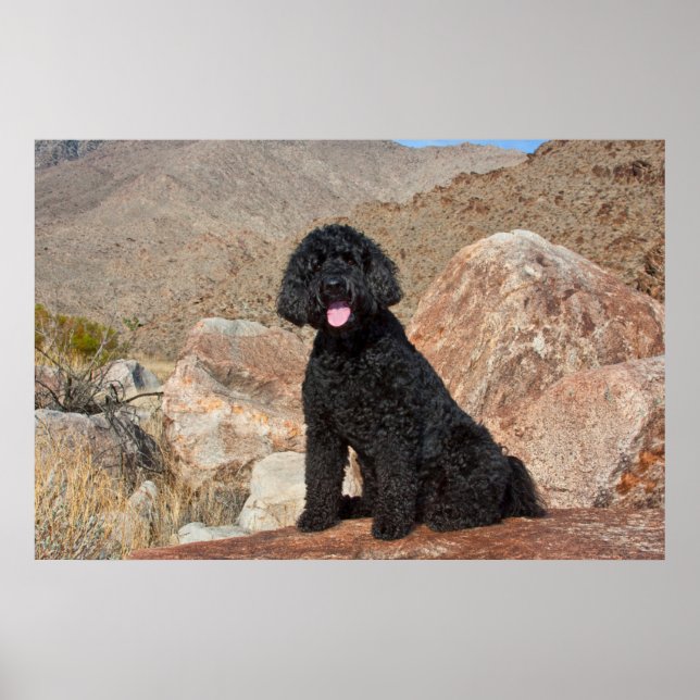 USA, Kalifornien. Labradoodle Sitta Poster (Framsidan)
