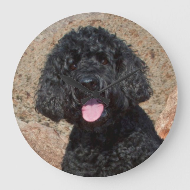 USA Kalifornien. Labradoodle sitta Stor Klocka (Framsida)