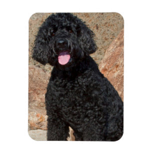 USA, Kalifornien. Labradoodle sittande Magnet