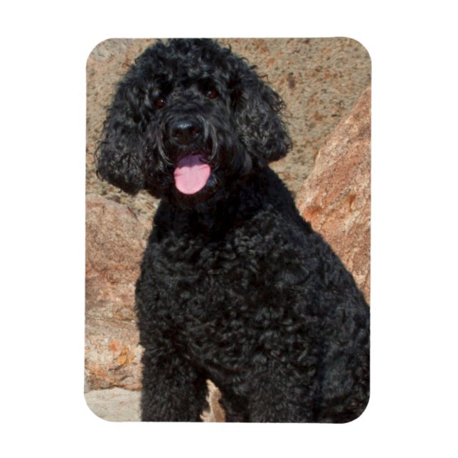 USA, Kalifornien. Labradoodle sittande Magnet (Vertikal)