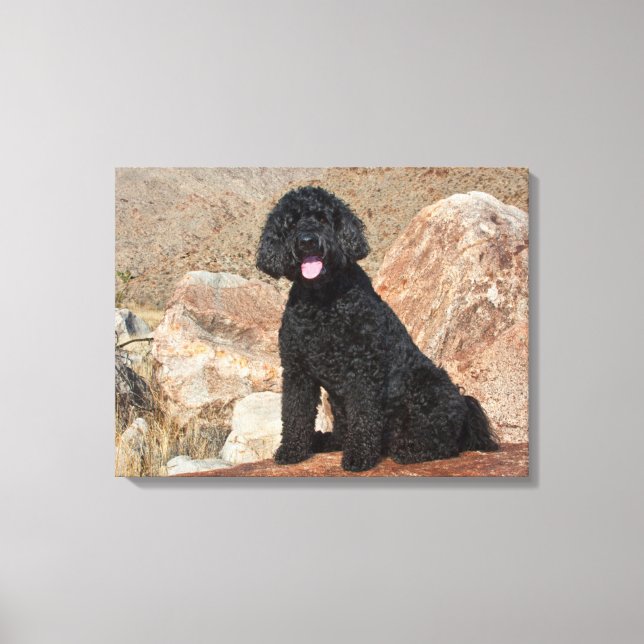 USA, Kalifornien. Labradoodle-sittning Canvastryck (Framsida)